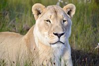 Jubatus (Lion)
