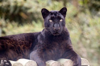 Pardus (Leopard)