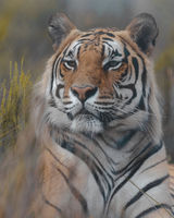 Rays (Tiger)