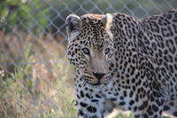 Sheeba (Leopard)